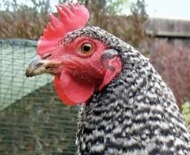 Backyard Chickens: 101