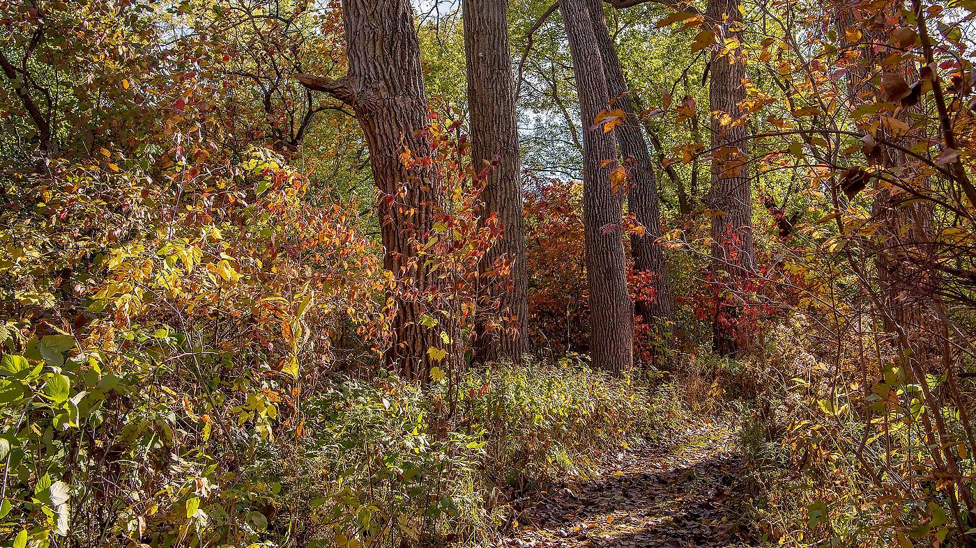 Bird Walk: Barbara Brown Nature Reserve