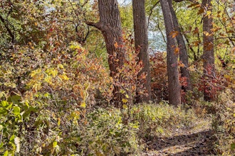 Bird Walk: Barbara Brown Nature Reserve