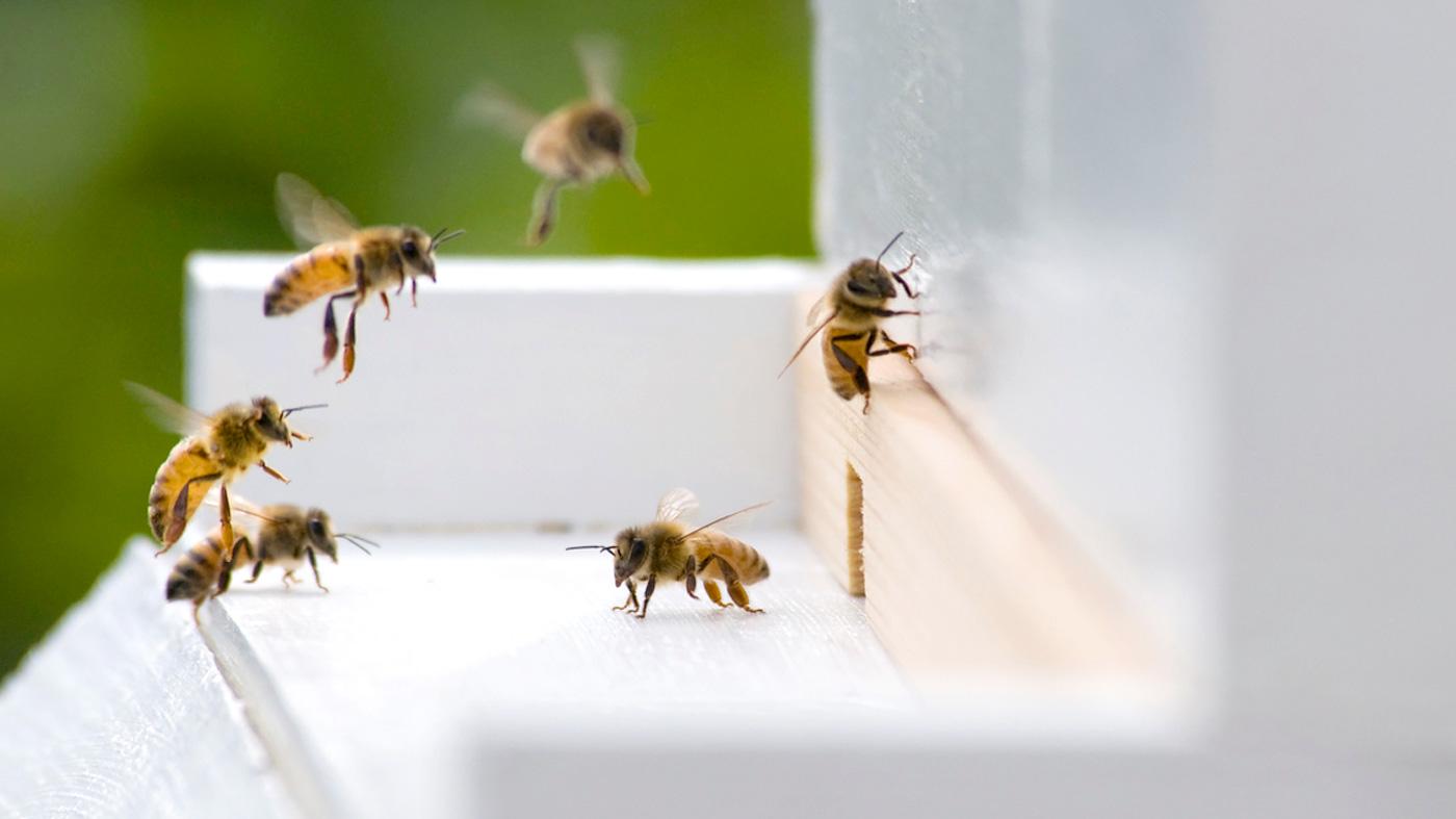 Wintering Bees in Cold Climates