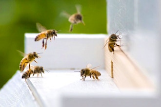 Wintering Bees in Cold Climates