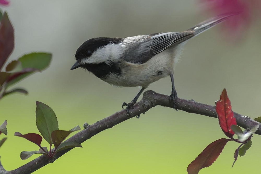 Birds in the Garden