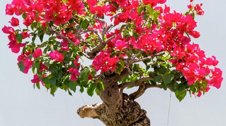 Tropical Bonsai Workshop