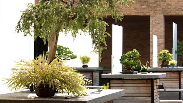 Bonsai Courtyard Tour