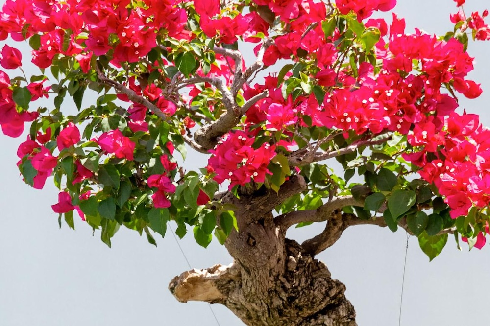 Beginner Tropical Bonsai Workshop