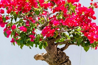 Beginner Tropical Bonsai Workshop