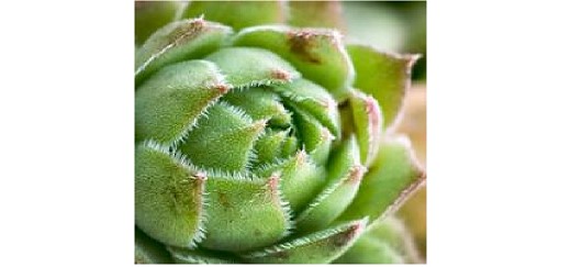 Botanical Art: Succulents