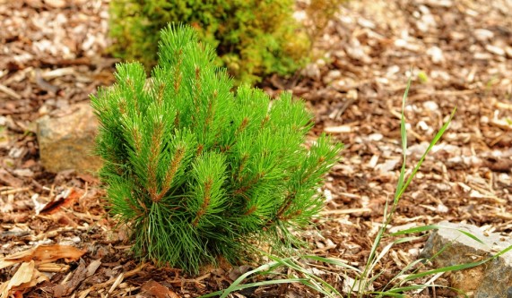 Dwarf Conifers