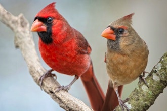 Holiday Cardinal