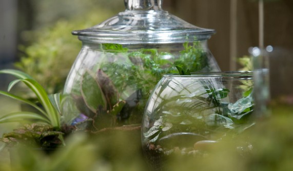 Fermenting Pickles	