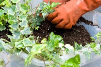 Ground Covers and Vines