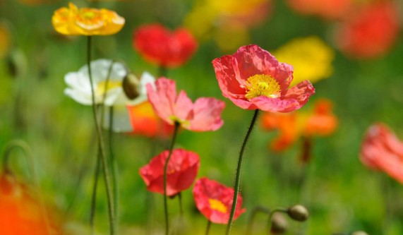 Principles of Garden Design