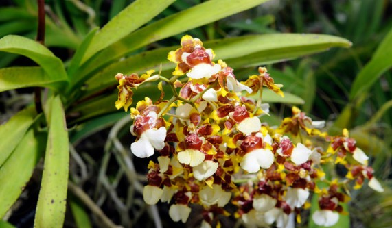 The Orchid and the Pot
