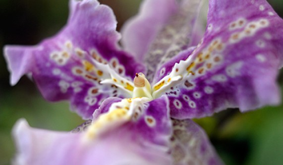 Photographing Orchids