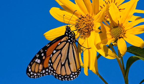 Habitat For Birds And Butterflies Birding Classes Chicago