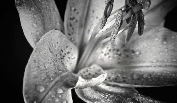 Black and White Photography