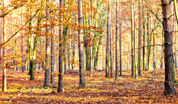 Deciduous Trees and Saturday Walks