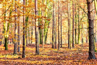 Deciduous Trees and Saturday Walks