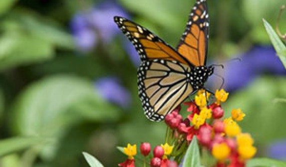 Gardening for Birds, Butterflies, Bees