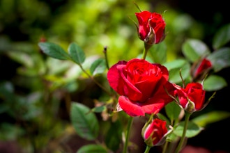 The Thorny Side of Roses: Pests and Diseases