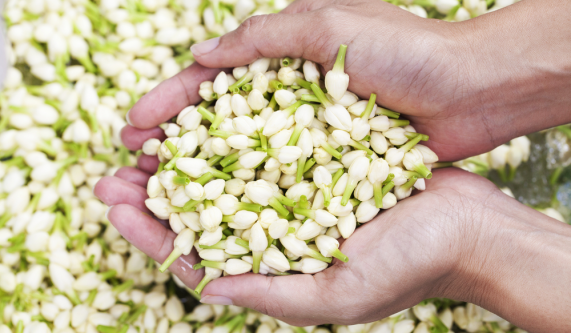 Personalized Natural Perfume Workshop