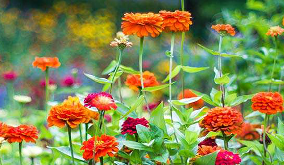 A Walk in the Wildflowers