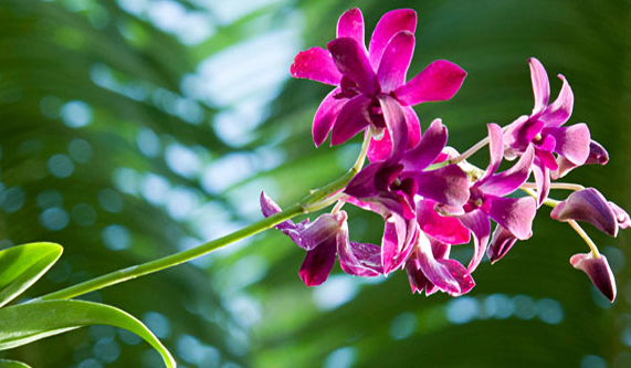 Backstage Pass: The Orchid Show