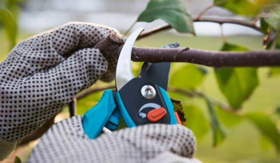 Pruning Principles