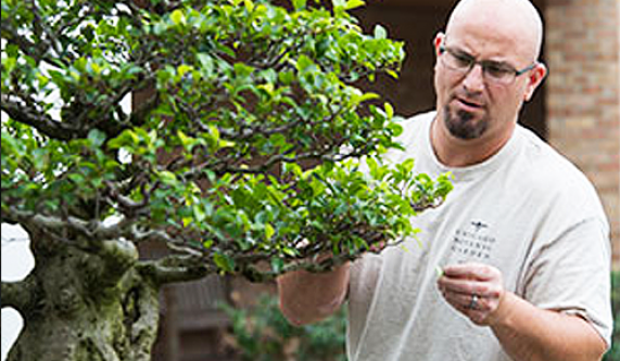 Bring Your Own Bonsai Tree Urban Gardening Classes Chicago