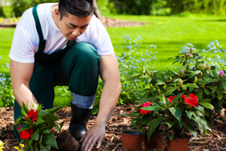 From The Nursery Yard To Your Gardening Cles Chicago From The Nursery Yard To Your
