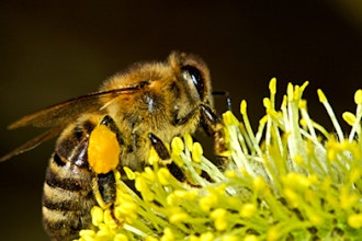 Pollinators with Peter Berthelsen