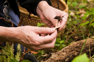 Intro to Mushroom Identification: Online