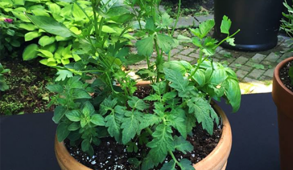 Growing Using and Storing Herbs