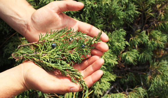 Junipers, Arborvitaes, and Yews [Class in Chicago] Chicago Botanic