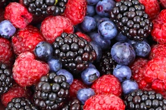 Brambles and Berries for the Beginner