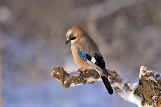 Winter Bird Walk