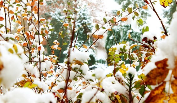 Trees and Shrubs with Winter Interest