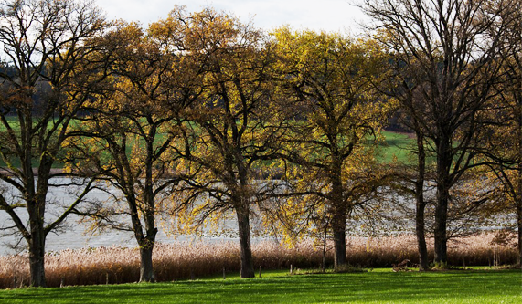 The Native Oaks