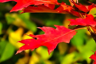 Learn How to Paint Fall Leaves in Watercolor