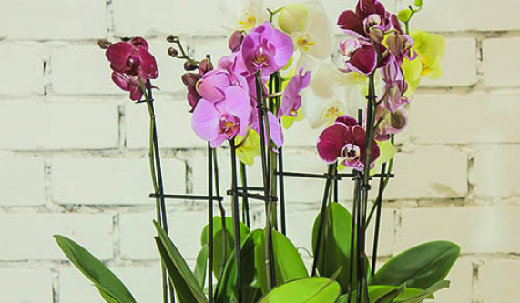 Orchids for Beginners: Online