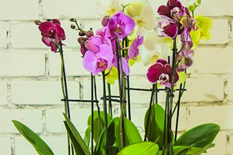 Orchids for Beginners: Online