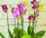Orchids for Beginners: Online