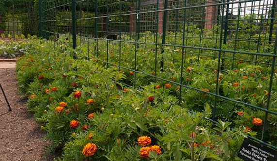 Raised Bed Gardening