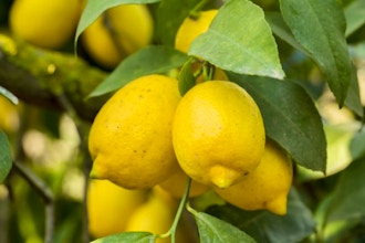 Hands-on Cooking: Preserved Lemons