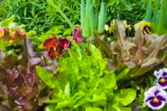 edible landscapes featuring containers