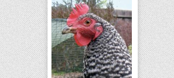 Backyard Chickens: Advanced Concepts