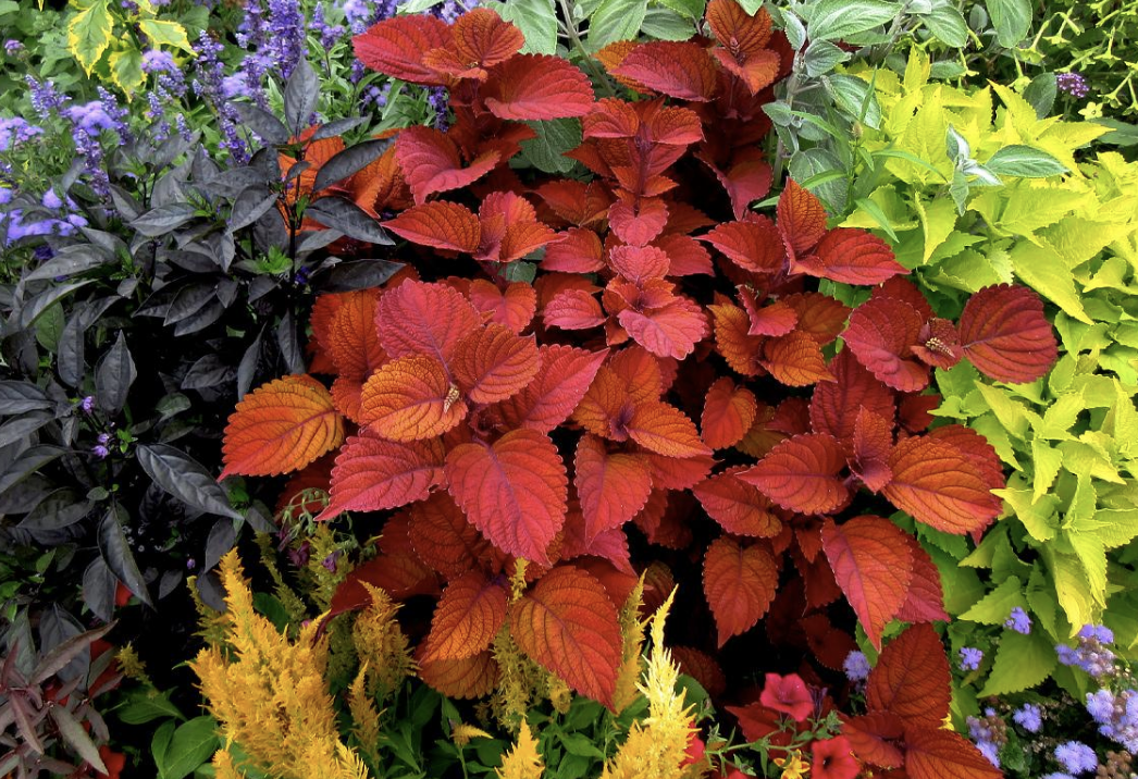 Coleus for the Garden: Online