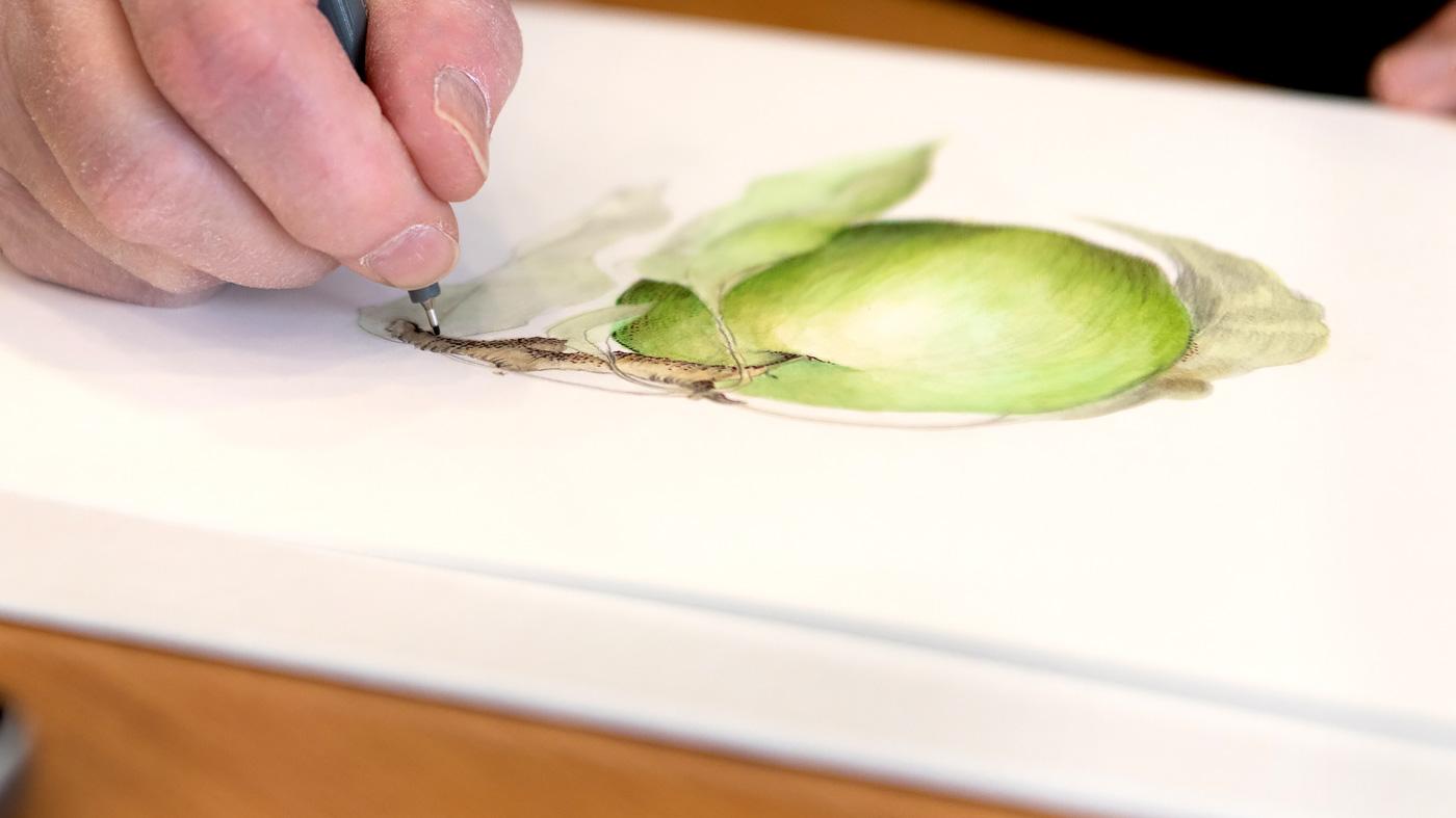 Holiday Botanical Art in Colored Pencil