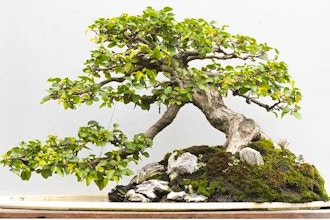 Deciduous Bonsai Tree Workshop