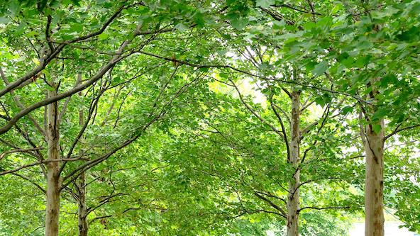 Deciduous Trees